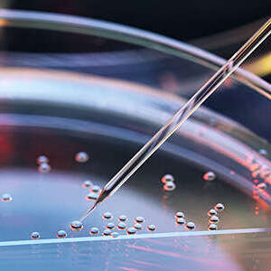 Microscope view of a pipette being introduced into an embryonic stem cell for cloning.